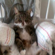 Blanding af racer Oskar (DØD)