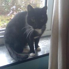 Huskat Sorte *R.I.P*