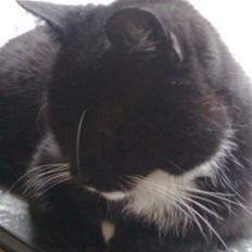 Huskat Sorte *R.I.P*