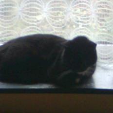 Huskat Sorte *R.I.P*