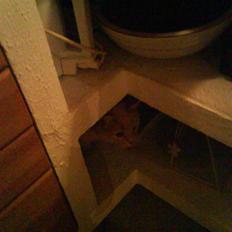 Blanding af racer Cimba ;) R.I.P. ;(