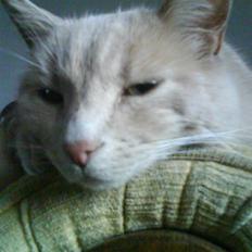 Blanding af racer Cimba ;) R.I.P. ;(