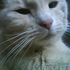 Blanding af racer Cimba ;) R.I.P. ;(