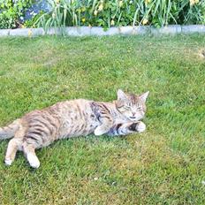 Blanding af racer Topper †