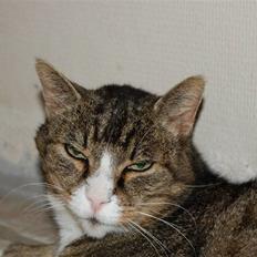 Blanding af racer Valerno Valdema.