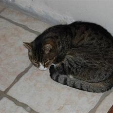 Blanding af racer Valerno Valdema.