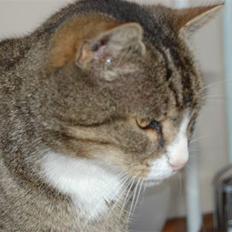 Blanding af racer Valerno Valdema.