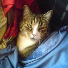 Huskat Sascha (Snus)