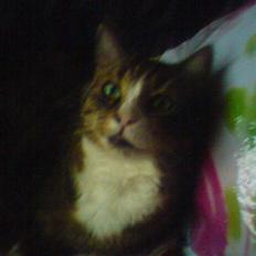 Huskat Sascha (Snus)