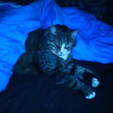 Huskat Sascha (Snus)