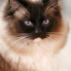 Ragdoll *Seierø's Ballentine