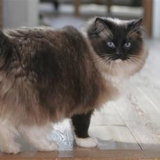 Ragdoll *Seierø's Ballentine