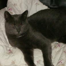 Blanding af racer Snøvs