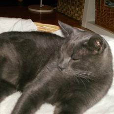 Blanding af racer Snøvs