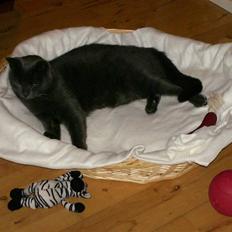 Blanding af racer Snøvs