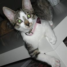 Blanding af racer Maggie Diamond <3