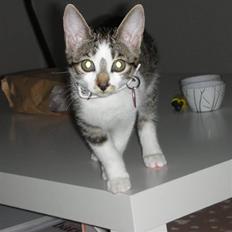 Blanding af racer Maggie Diamond <3