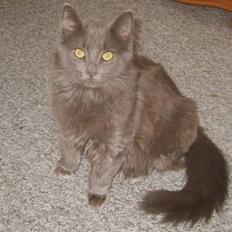 Norsk Skovkat Tøsen