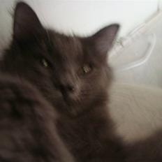 Norsk Skovkat Tøsen