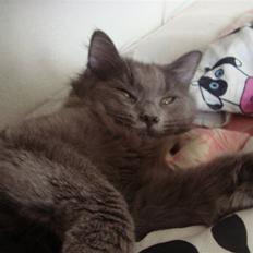 Norsk Skovkat Tøsen