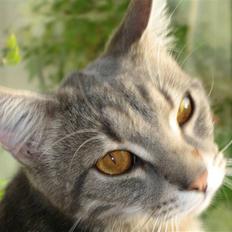 Huskat Findus ;D  RIP