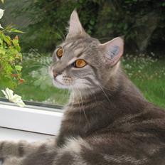 Huskat Findus ;D  RIP