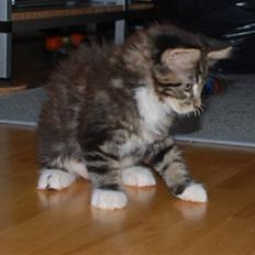 Maine Coon Satuvi´s Linus Caldwell