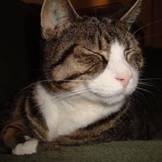 Huskat sofus *solgt*