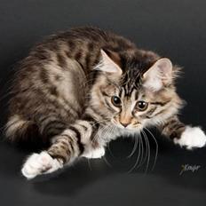 Kurilean Bobtail RGJ Cat's Jenisey