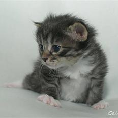 Kurilean Bobtail RGJ Cat's Jenisey