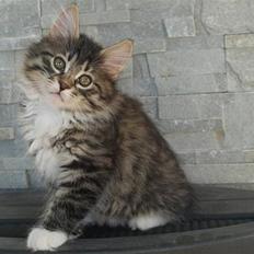 Kurilean Bobtail RGJ Cat's Jenisey