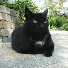 Blanding af racer carmen