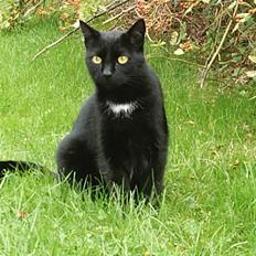 Blanding af racer carmen