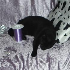 Blanding af racer carmen