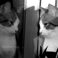 Blanding af racer BRIAN KNOXVILLE :-)