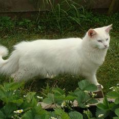 Maine Coon Spinner  Hankat