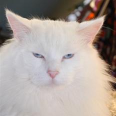 Maine Coon Spinner  Hankat