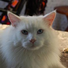 Maine Coon Spinner  Hankat