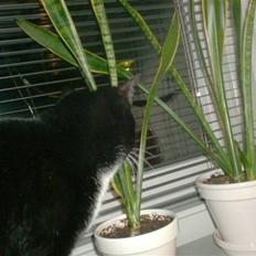 Blanding af racer magrus | 3-12-09 aflivet.