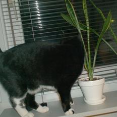 Blanding af racer magrus | 3-12-09 aflivet.