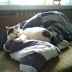 Blanding af racer Mitte