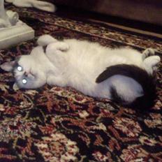 Blanding af racer Mitte