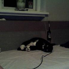 Blanding af racer Gucci