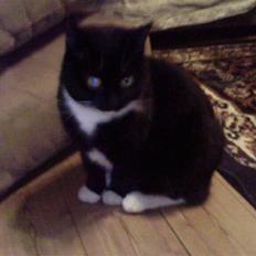 Blanding af racer Gucci