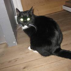 Blanding af racer Gucci