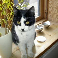 Huskat Nulle