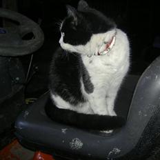 Huskat Nulle