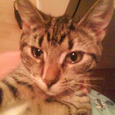 Blanding af racer Silke