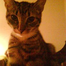 Blanding af racer Silke