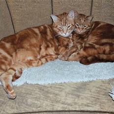 Europé CH DK Rothes Bartholomæus